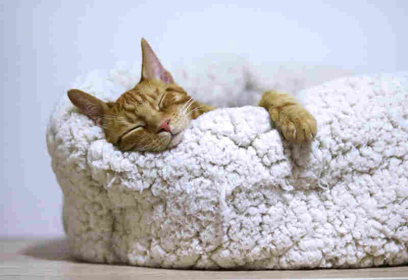 Illustrator Cat Sleeping - Photo by Александар Цветановић from Pexels